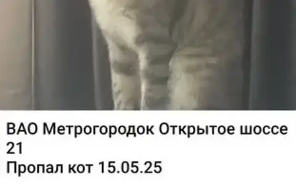 Пропал кот, Открытое ш. 21к6, Москва