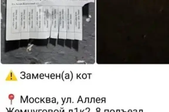 Пропала кошка, Жемчуговой 1, Москва