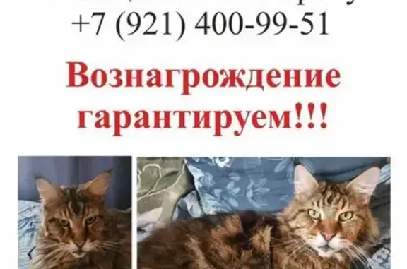 Пропал кот Мейн-Кун, Зеленый пр., 25