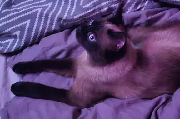 Кошки потеряшки, Малая Ельня, фото: Потеряшка сиамский кот, Луговая ул, 3