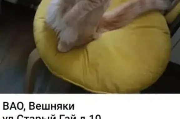 Пропала рыжая кошка, ул. Старый Гай 10