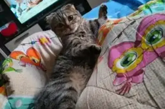 Пропала кошка на Лизюкова, 8, Воронеж