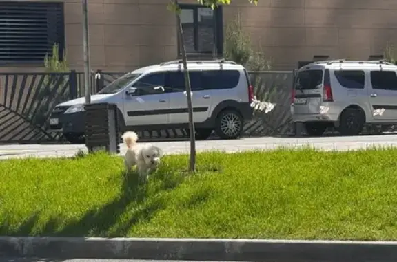 Найдена собака, Казань, фото: Найдена собака, ул. Сибгата Хакима, 46