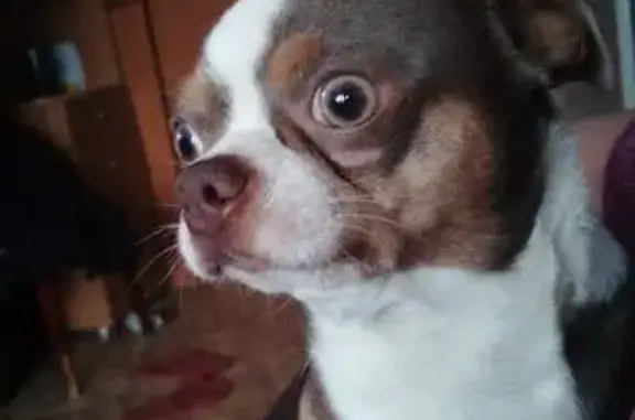 Собаки потеряшки, Горбатовка, фото: Потеряшка чихуахуа, ул. Коммунистическая, Горбатовка