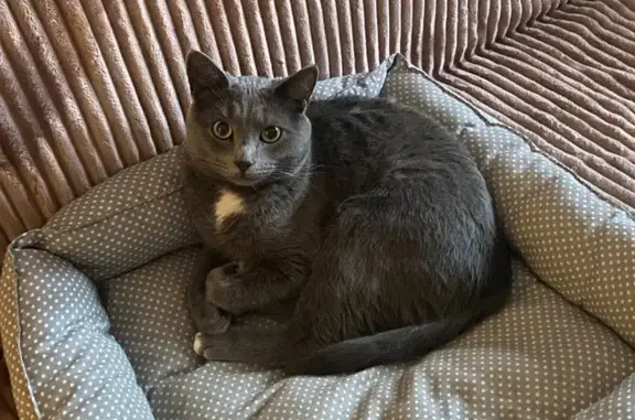 Пропала кошка, Лесник СНТ, МО