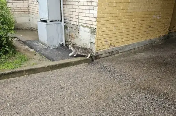 Кошка найдена у д.272, Приморское шоссе