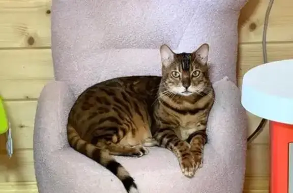Пропал бенгальский кот, Нагорная 3, Тиммолово