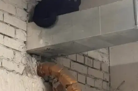 Найдена кошка, Казань, фото: Кошка найдена, ул. Сафьян, 8, Казань