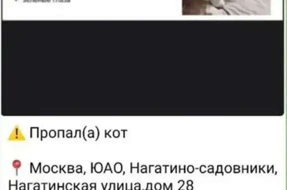 Пропал белый кот, Нагатинская ул., 28