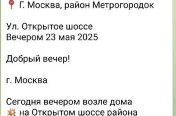 Найдена кошка, Открытое ш., 28к2, Москва