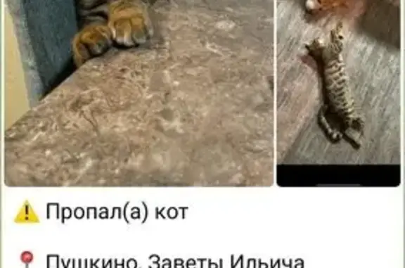 Пропала кошка, ул. Лермонтова 13