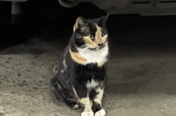 Кошка найдена: Профсоюзная, 129А