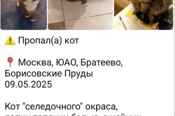 Пропала кошка, ул. Борисовские Пруды 17к1