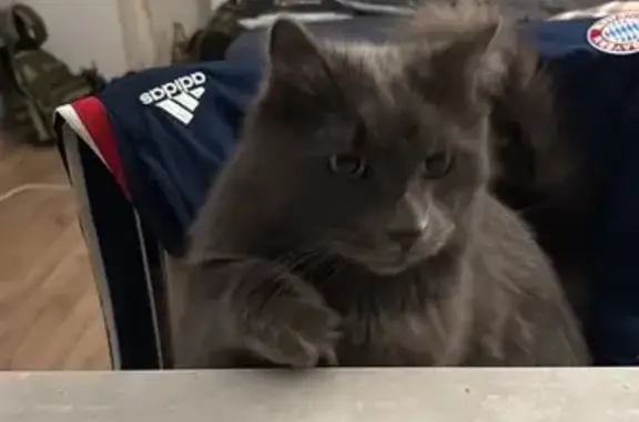 Найдена кошка, Санкт-Петербург, фото: Кошка найдена: СПб, Санкт-Петербург