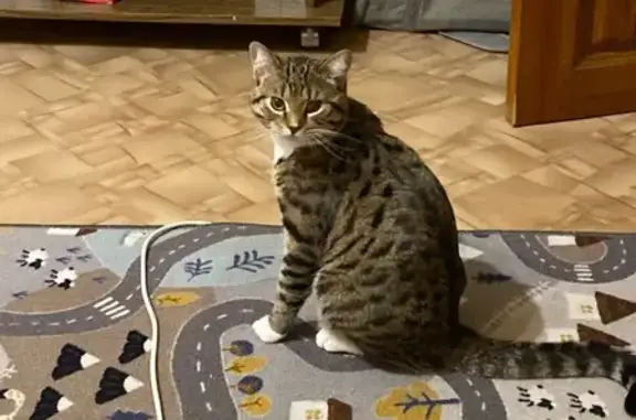 Кошки потеряшки, Краснотурьинск, фото: Потеряшка кошка, ул. Рюмина 7, Краснотурьинск