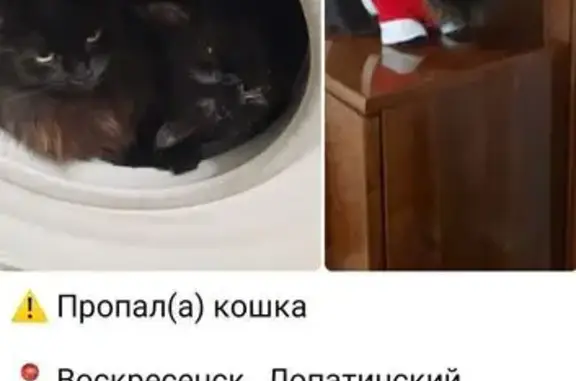 Пропала кошка, Воскресенск, МО