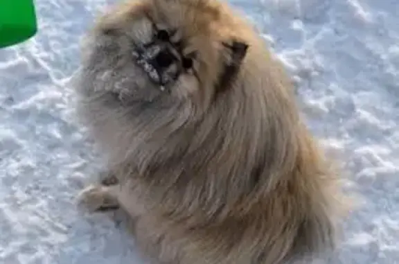 Собаки потеряшки, Красноярск, фото: Потеряшка собака, ул. 2-я Приручейная, 24Б