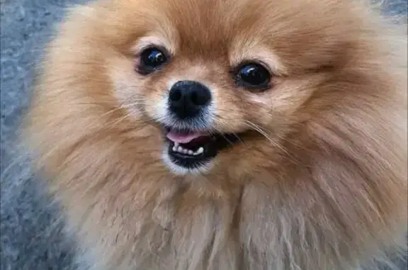 Собаки потеряшки, Петрозаводск, фото: Потеряшка собака на Сегежской, 11, Петрозаводск