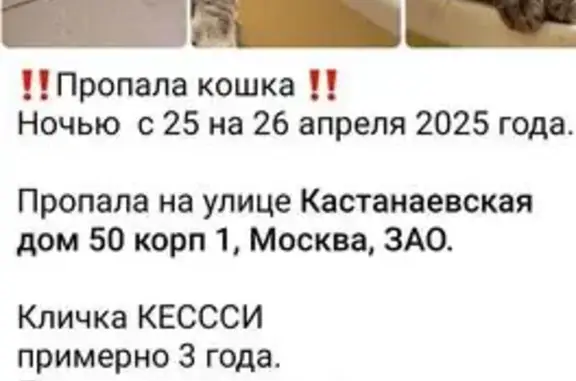 Пропала серая кошка, Кастанаевская 50к1
