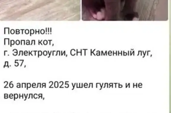 Пропала кошка, Каменный Луг СНТ, МО