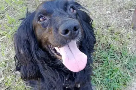 Найдена собака, , фото: Найдена собака, Рабочая ул. 3, Кинельский