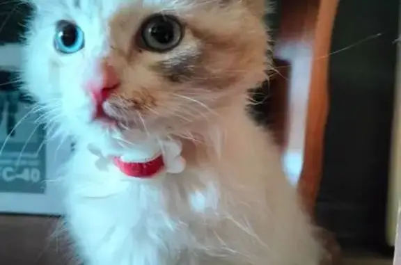 Кошка найдена: ул. Суворова, 17, Томск