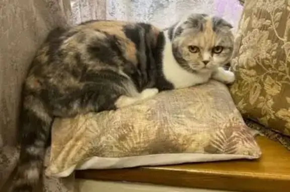 Найдена кошка, Одинцово, фото: Кошка найдена: Вокзальная 51Б, Одинцово