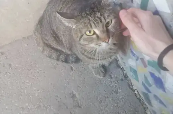 Найдена кошка, Самара, фото: Найдена кошка, ул. Советской Армии 151а