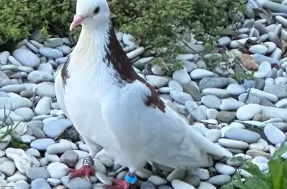 Объявления о пропавших и найденных животных, Московская область, фото: Белый голубь с больным крылом в Труневке