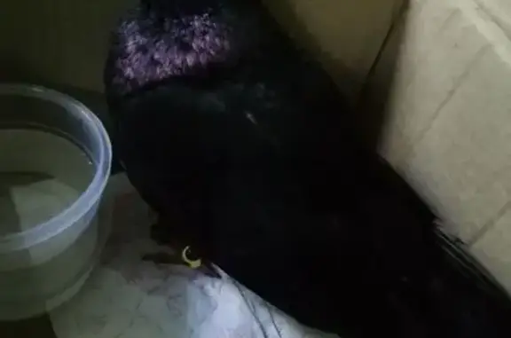 Породистый голубь найден в Пензе, Матросова 24