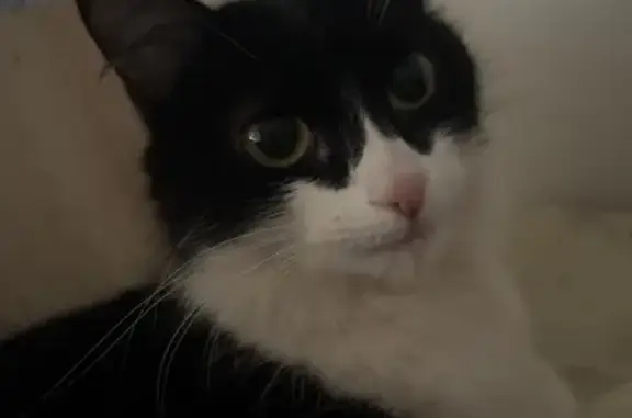 Кошки потеряшки, Сибай, фото: Потеряшка кошка, ул. Ленина, 28, Сибай