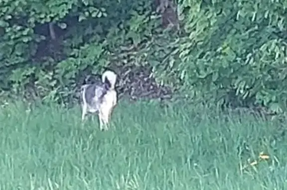 Найдена собака, Чебоксары, фото: Хаски найдена: Московская наб., 21, Чебоксары