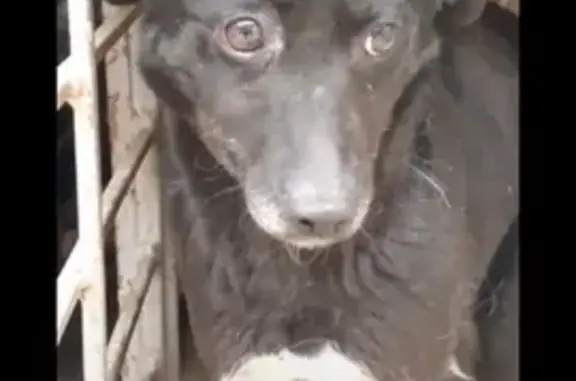 Найдена собака, Камышлов, фото: Собаки в отлове: Ирбитская 66, Декабристов 25