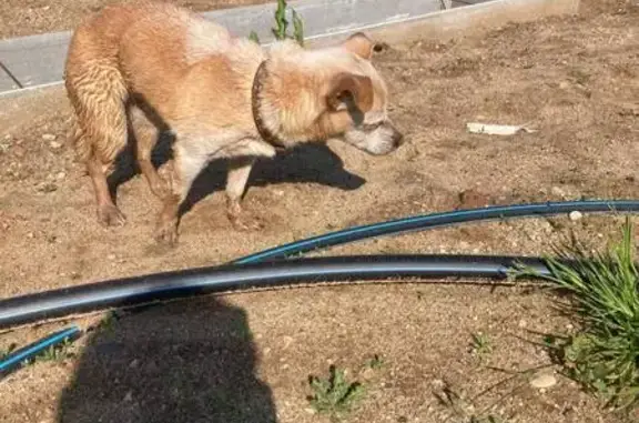 Найдена собака, , фото: Найдена собака, ул. Ленина, 5, Чернореченское