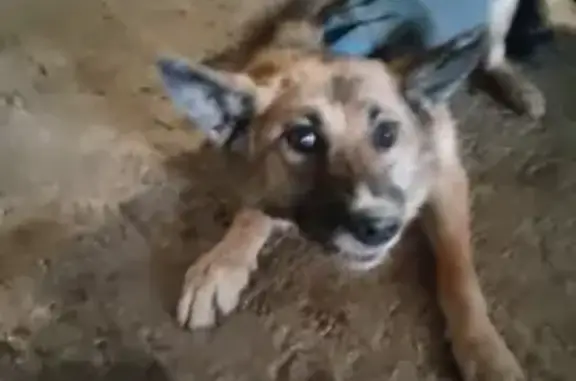 Найдена собака, Камышлов, фото: Собака найдена: ул. Декабристов, 25