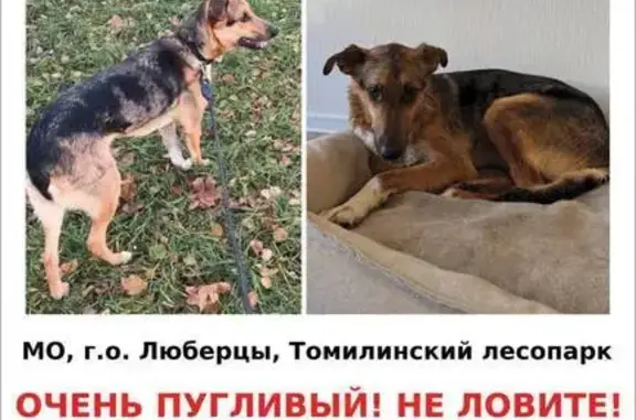 Пропала собака, Люберцы, Советская 209
