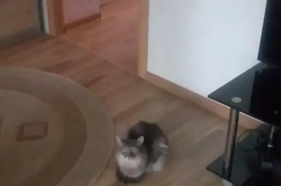 Кошки потеряшки, Кострома, фото: Потеряшка кот, Привокзальная 3, Кострома