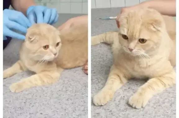 Крупный кот найден: ул. Толстого, 65