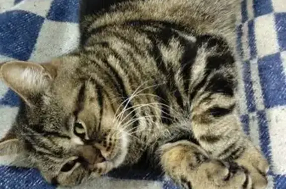 Пропала кошка, Дмитриевка, Татарстан