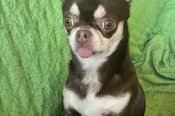 Собаки потеряшки, Оренбург, фото: Потеряшка собака, Оренбург, Культурная 25