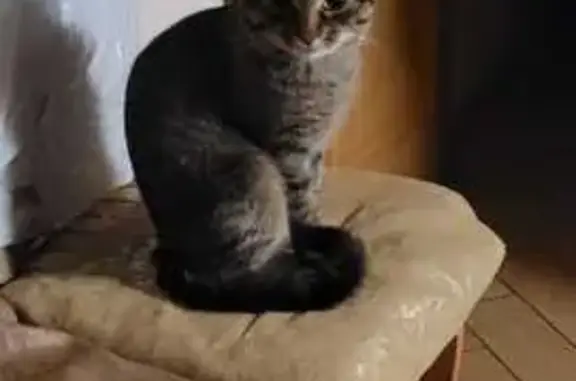 Кошки потеряшки, Москва, фото: Потеряшка кошка, Газгольдерная ул. 8 стр. 3