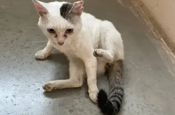 Кот найден: ул. Ягодная, 3, Томск