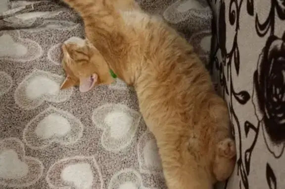 Объявления о пропавших и найденных животных, Киров, фото: Пропала кошка, ул. Упита, 5А, Киров