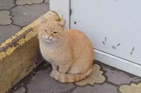 Найдена кошка, Ульяновск, фото: Кошка у Казанской 1, Ульяновск