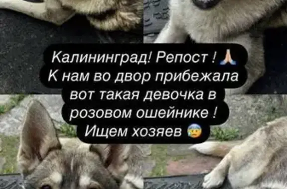 Найдена собака: ул. Краснопрудная, 23