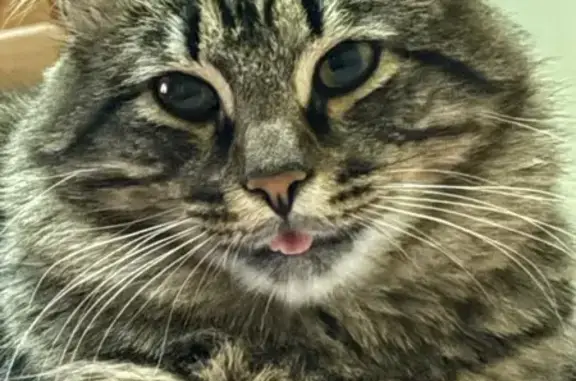 Кошки потеряшки, Архангельск, фото: Потеряшка кошка у здания на Комсомольской, 36