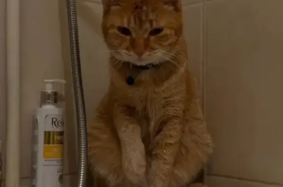 Кошки потеряшки, Ачинск, фото: Потеряшка кошка, мкрн 5-й Привокзальный 1