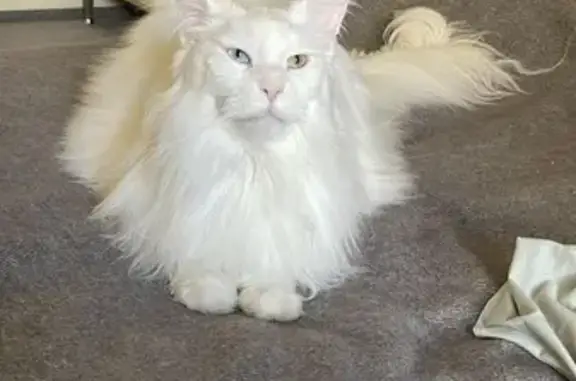 Кошки потеряшки, Москва, фото: Потеряшка глухой мейн кун, Уваровский 5