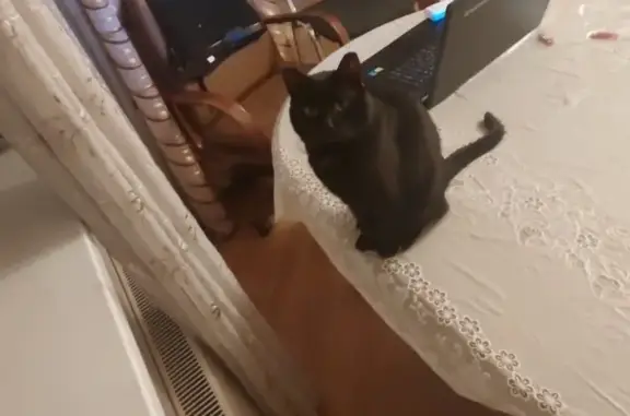 Кошки потеряшки, Московская область, фото: Потеряшка кот Тимоша, Трусово, городской округ Солнечногорск, Московская область