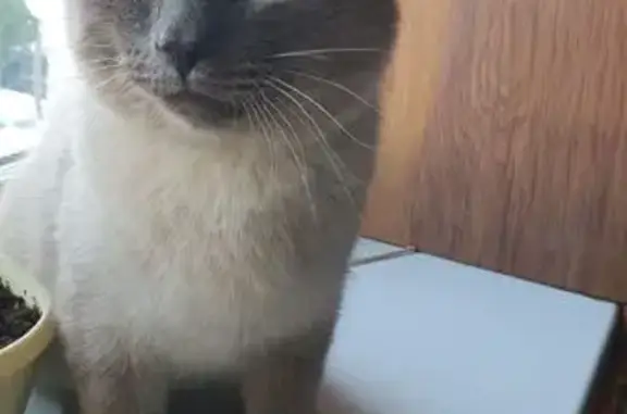 Найдена кошка, Кемерово, фото: Найдена кошка, пр. Шахтёров, 15, Кемерово